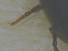 Gondwanocrypticus platensis