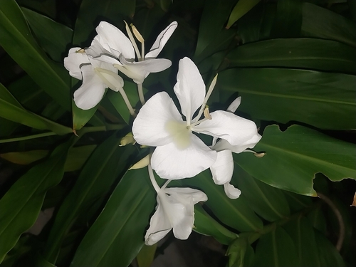 Butterfly ginger lily