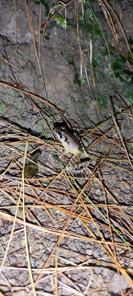 Huia masonii (Huia masonii)