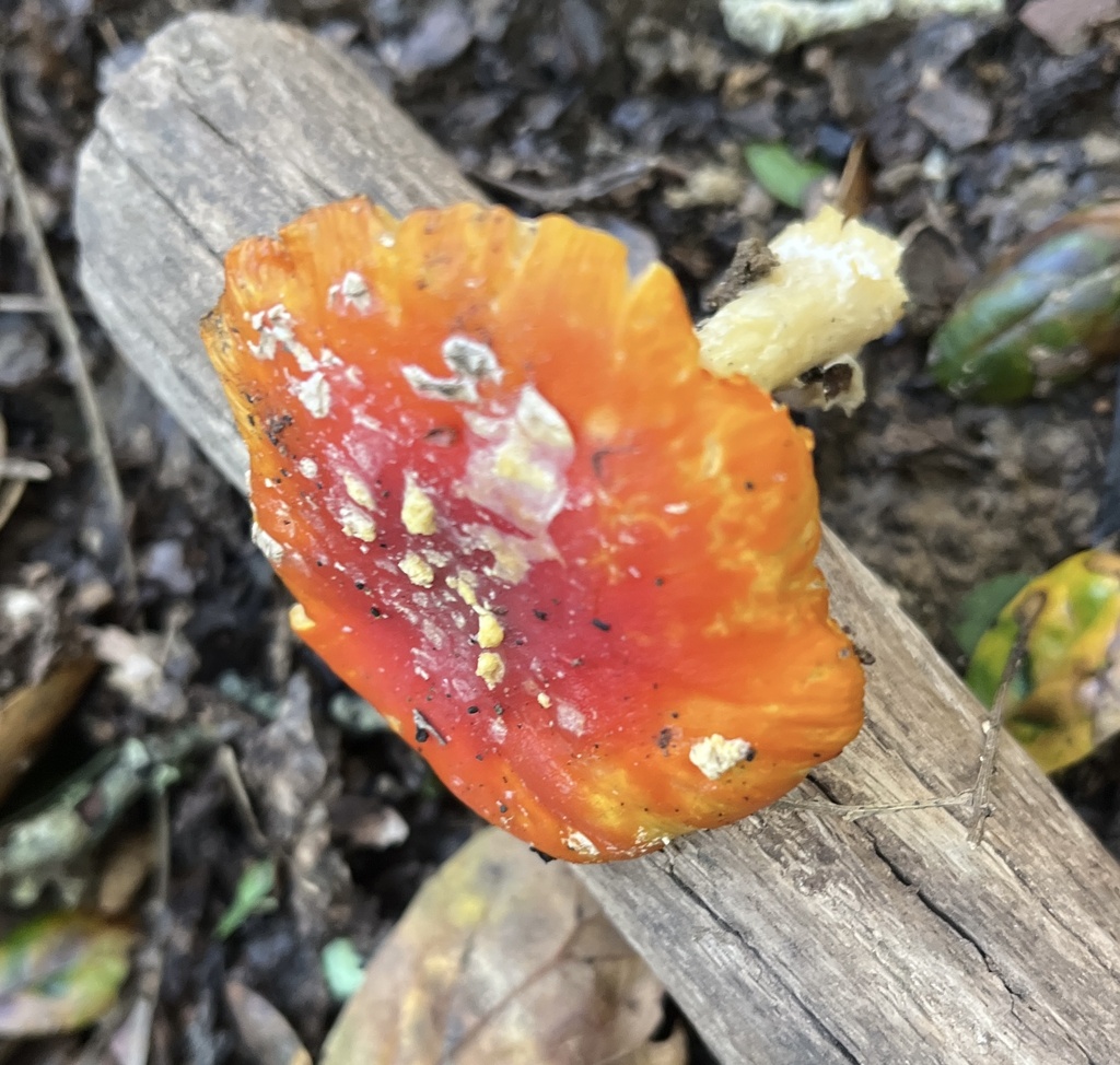 Amanita muscaria flavivolvata · January 2026 · photo: © joqatana (iNaturalist, cc-by)