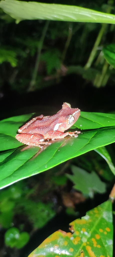 Java Indonesian Treefrog (Nyctixalus margaritifer)