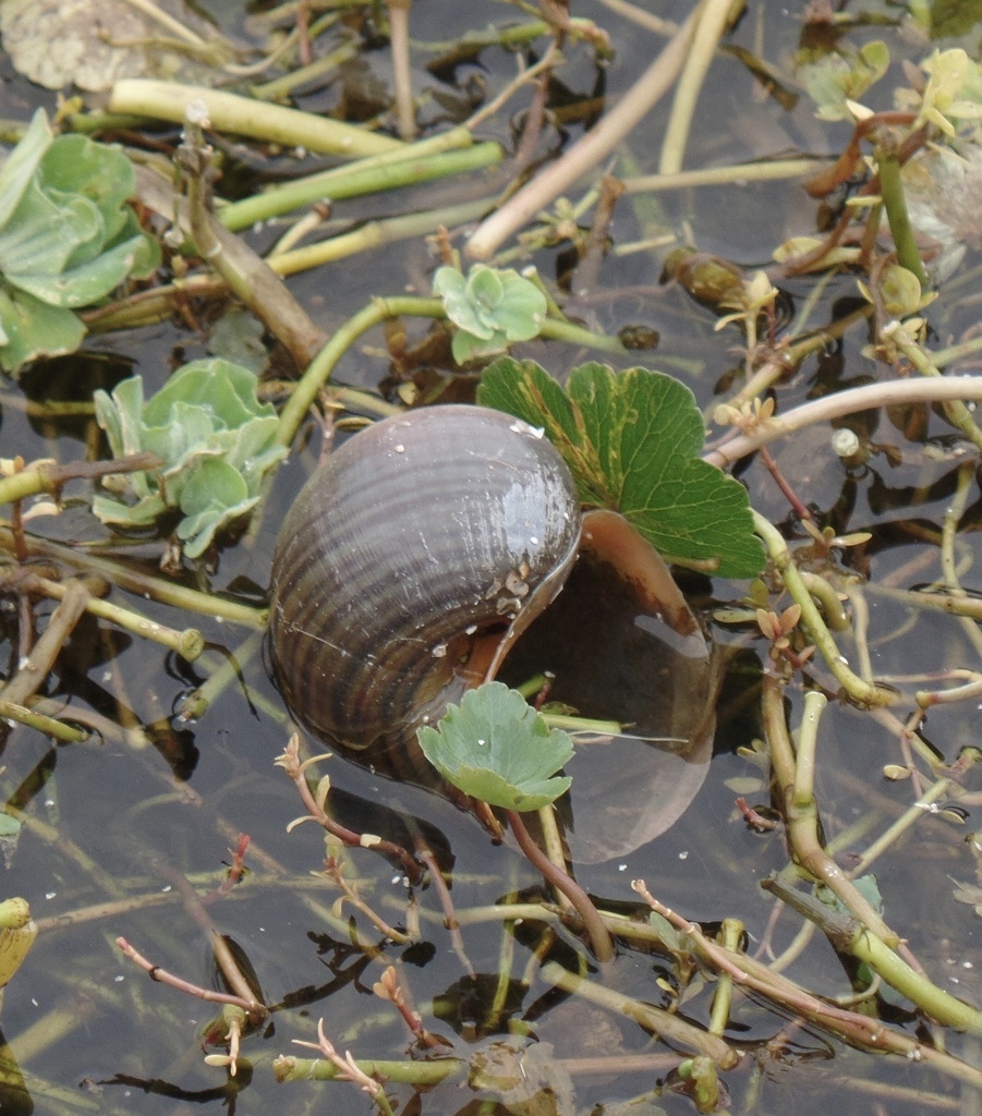 Island Apple Snail from Paynes Prairie Preserve State Park, Gainesville ...