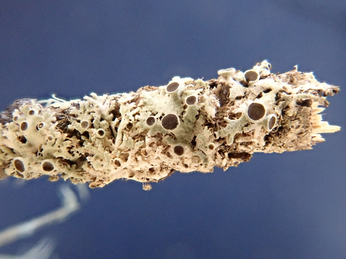 iNaturalist observation photo of rosette lichens