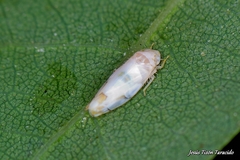 Eurhadina concinna