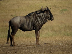 Connochaetes taurinus