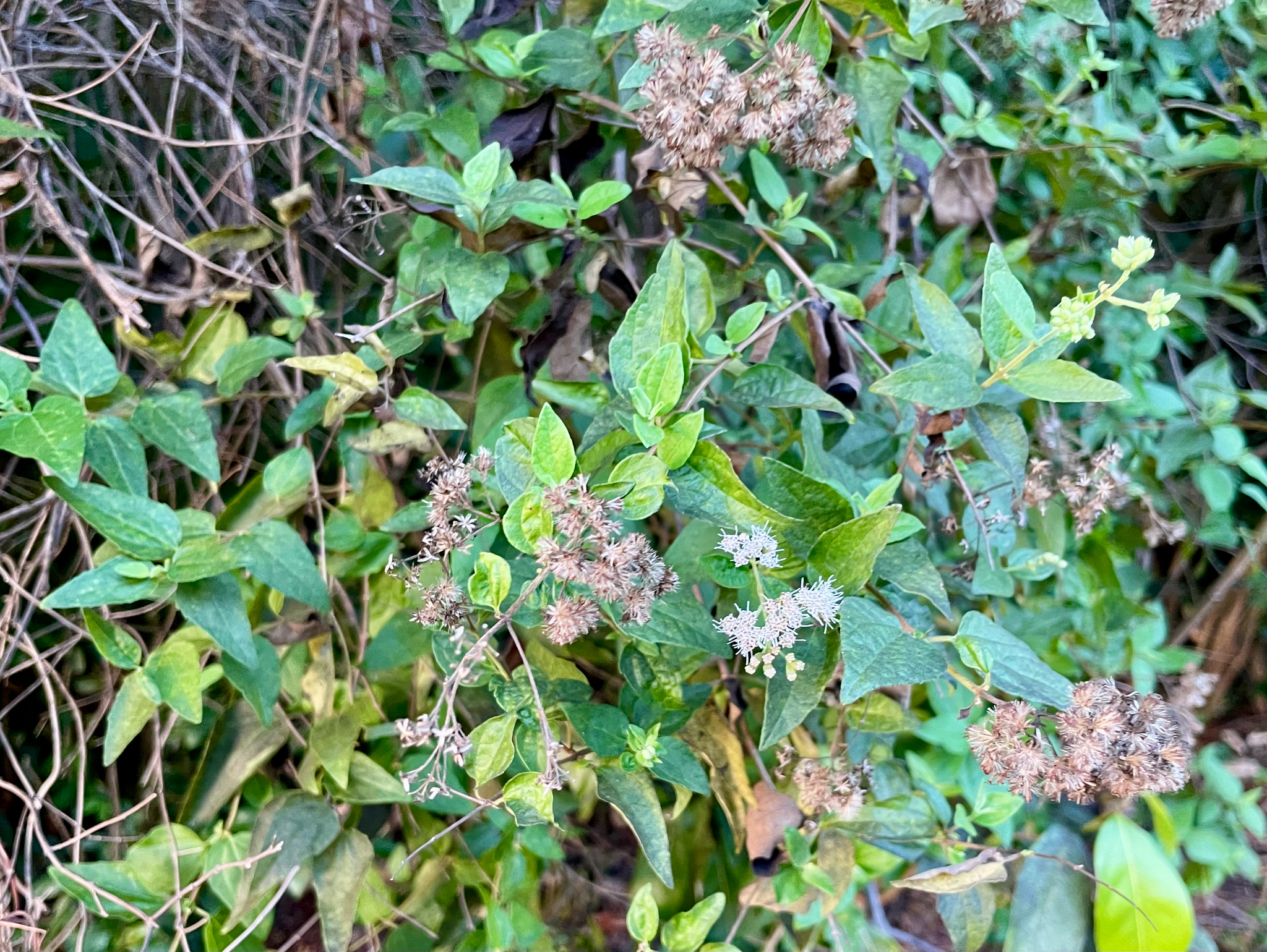 Imagem de Koanophyllon