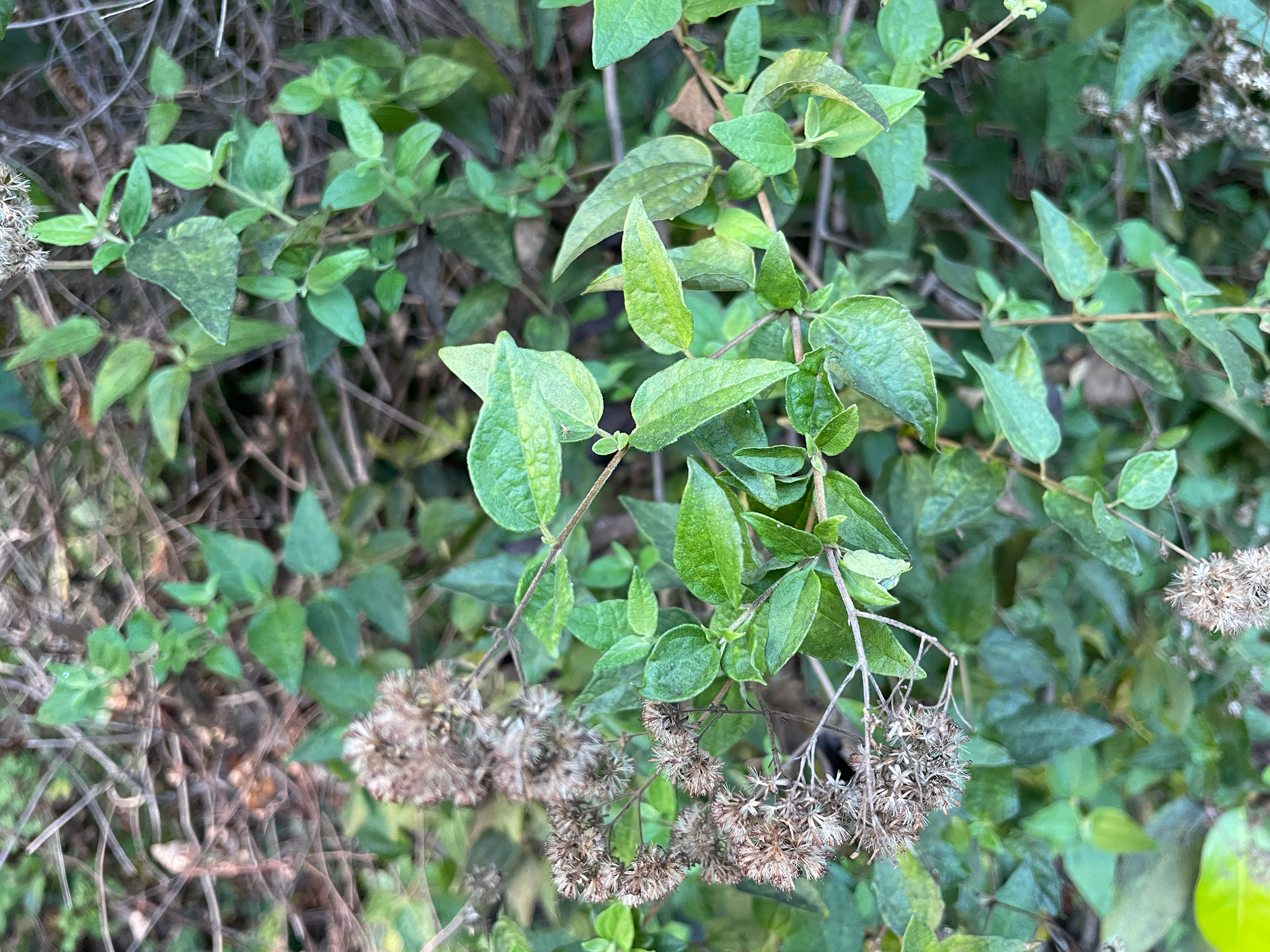 Imagem de Koanophyllon