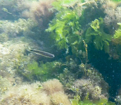 Trachinops caudimaculatus