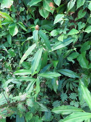 Costus spicatus