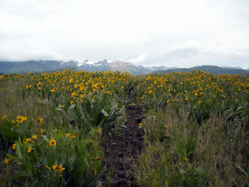 mule-ears (Wyethia amplexicaulis)