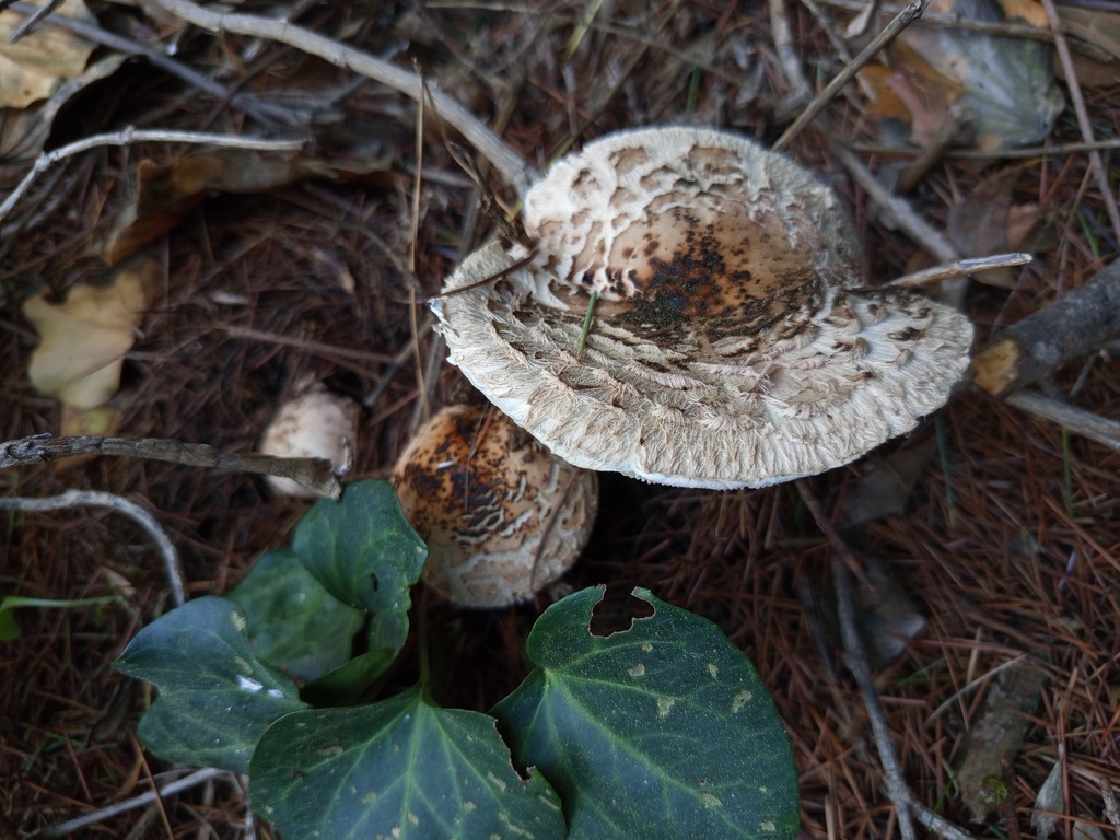Chlorophyllum brunneum · November 2025 · photo: © meaglinumut (iNaturalist, cc-by)
