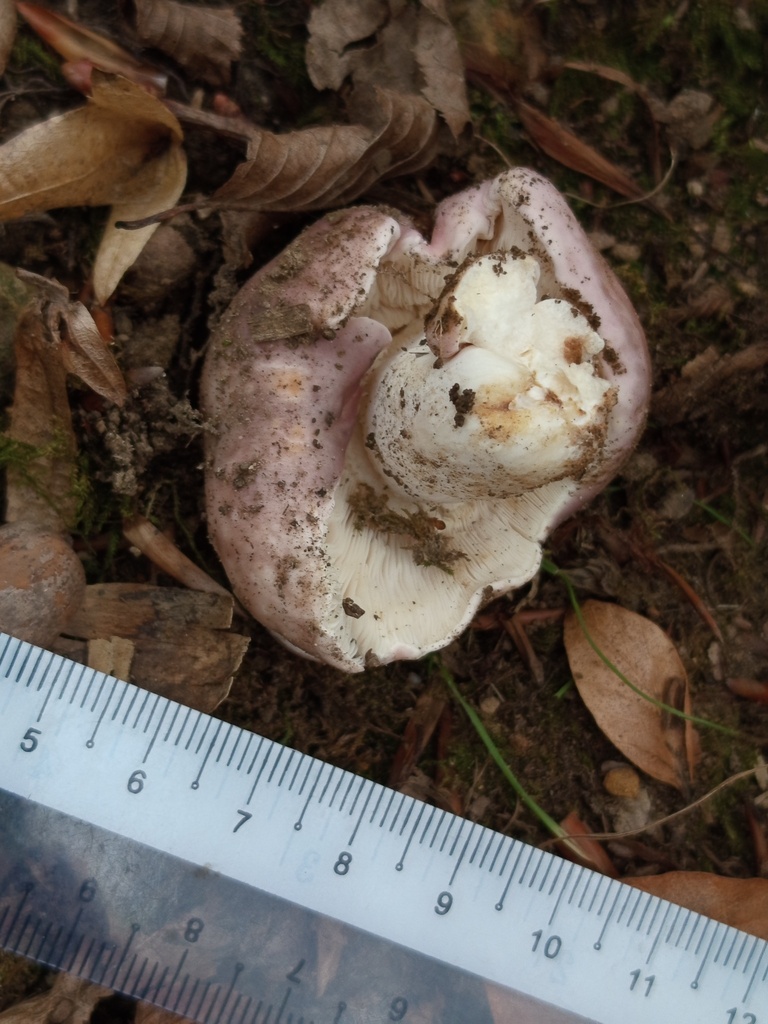 Russula cyanoxantha
