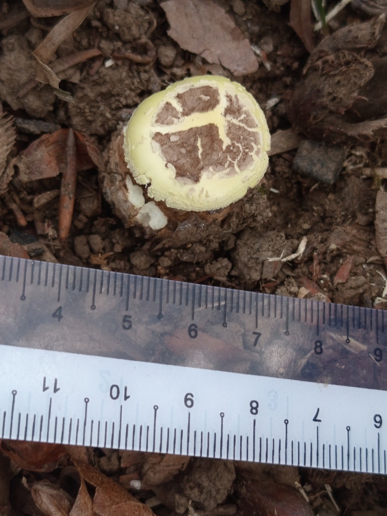 Amanita citrina · November 2025 · photo: © meaglinumut (iNaturalist, cc-by)