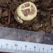 Amanita citrina (Amanita citrina)