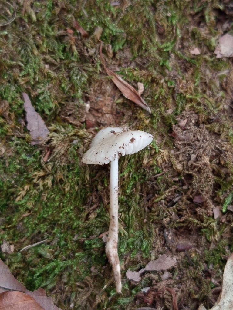 Oudemansiella radicata · November 2025 · photo: © meaglinumut (iNaturalist, cc-by)