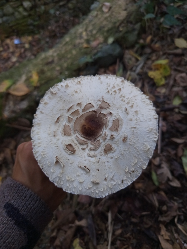 Chlorophyllum rhacodes · November 2025 · photo: © meaglinumut (iNaturalist, cc-by)