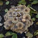 Bal Mantarı (Armillaria mellea)