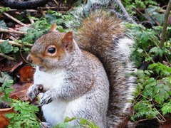 Sciurus carolinensis