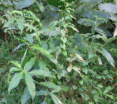 Costus spicatus
