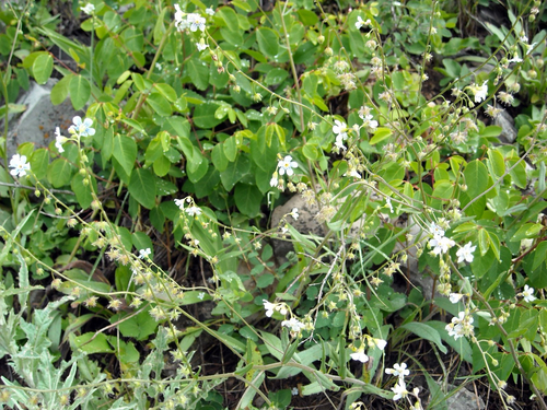 Spotted Stickseed (Hackelia patens)