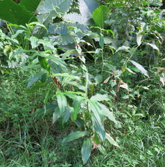 Costus spicatus