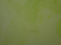 Hydrodictyon reticulatum