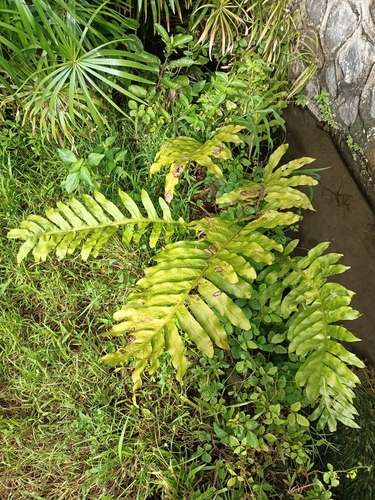 Microsorum commutatum observed 2026-01-10