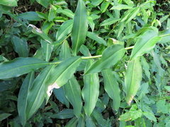 Costus spicatus