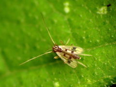 Polypedilum scalaenum