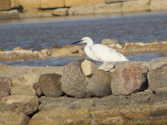 Egretta garzetta