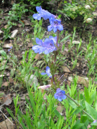 Wasatch Beardtongue (Penstemon cyananthus)