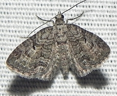 Eupithecia interruptofasciata