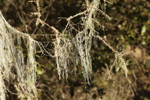 iNaturalist observation photo of lace lichen