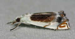 Micrelephas helenae