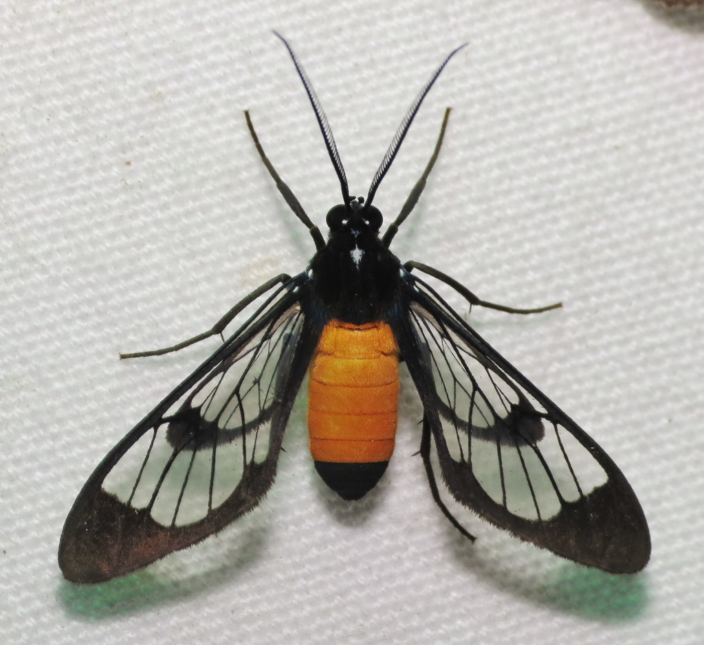 Cosmosoma stilbosticta