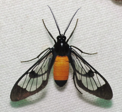 Cosmosoma stilbosticta