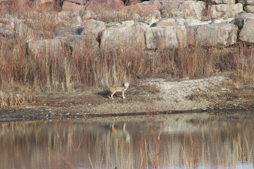 Coyote