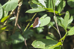 Tanaecia iapis puseda