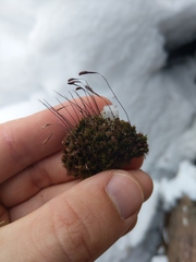 Ptychostomum cernuum