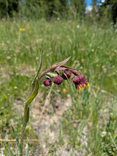 Nodding Ragwort (Senecio bigelovii)