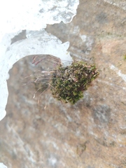 Ptychostomum cernuum