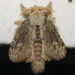 Euglyphis maria - Photo (c) Paul Bedell,  זכויות יוצרים חלקיות (CC BY-SA), הועלה על ידי Paul Bedell