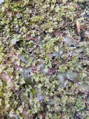 Plagiomnium drummondii