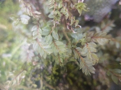 Plagiomnium drummondii