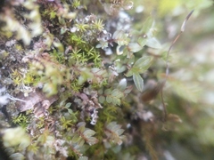 Plagiomnium drummondii