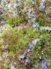 Distichium capillaceum