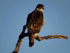 Aquila spilogaster