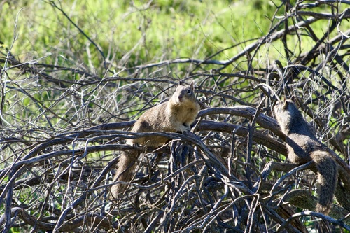 iNaturalist observation photo of California Ground Squirrel