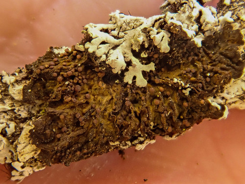 iNaturalist observation photo of Blistered Jelly Lichen