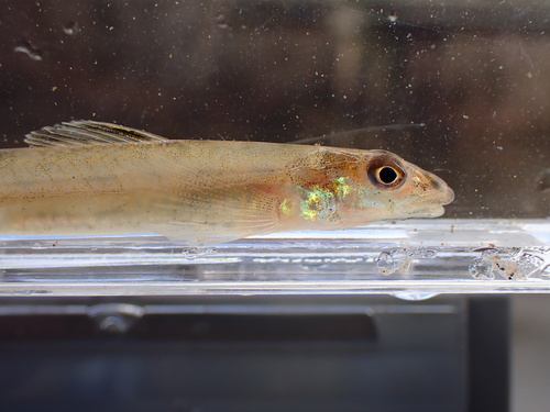 Naked sand darter (Ammocrypta beanii) — Percidae